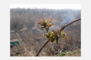 Пробуждение