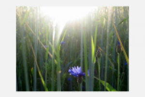 Васильки в лучах солнца