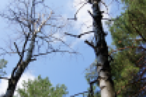 Память о былом