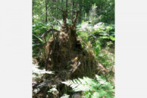 Лесная "улитка"