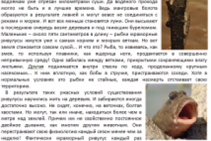 Рыбы на деревьях