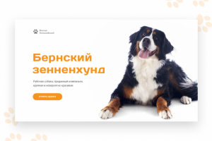 Бернский зенненхунд