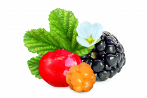 Ягоды - вектор