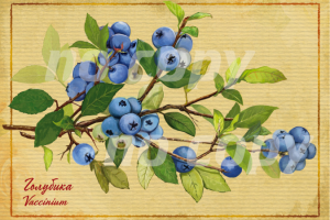 открытка голубика