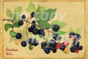 открытка ежевика