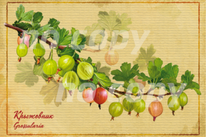 открытки с ягодами