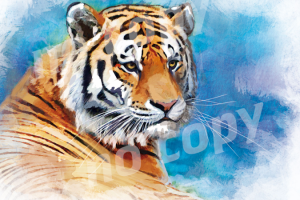 Картмаксимум