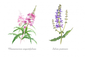 Лекарственные растения. Акварельные иллюстрации