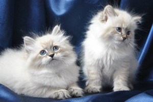 Как выбрать котенка?