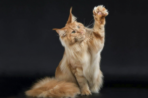 Топ 5 пород самых игривых кошек