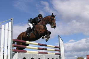Прошёл турнир по конкуру
