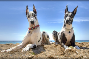 Самые умные породы собак: статья для развлекательного портала