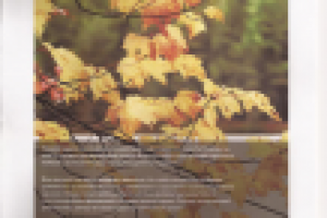 Осенне-зимний сервис Тойота2