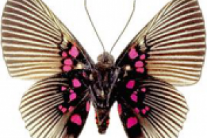 Елене, сотруднице!