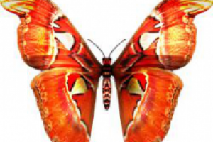 Евгении, сотруднице!