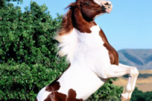 Зоо этикетка