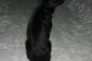 То ли собака, то ли лисица чернобурка?