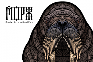 Морж. Иллюстрация для парка «Русская Арктика»