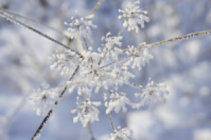 Зимний цветок