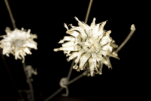 Прошлогодние цветы