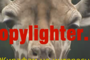 Жираф Арчибальд (концепция и текст)