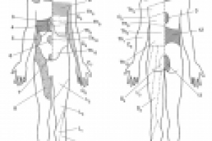 иллюстрации к книге "техника массажа"