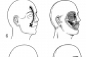 иллюстрации к книге "техника массажа"