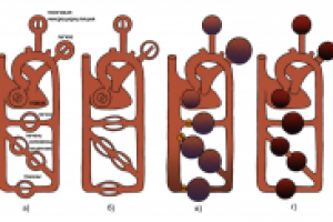 динамика сетей микроциркуляции при шоке