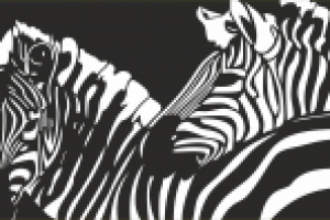 Зебры