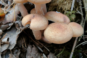 Осень - грибная пора