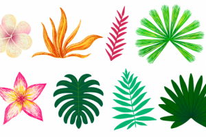векторный набор тропические растения