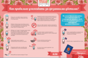 Работа 1654877