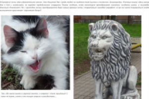 Апрельские коты.