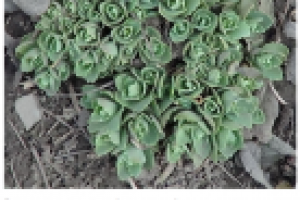 Весна: большой взрыв.