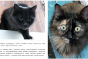 Апрельские коты.