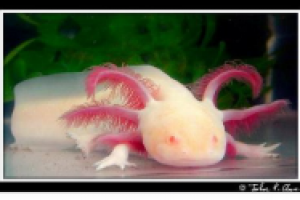 ТОП-ТРИ: самые необычные животные планеты.