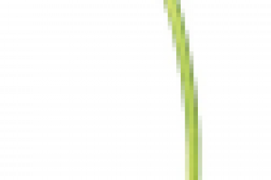 Вишенка (вектор)