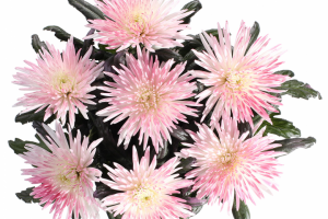 обтравка букетов