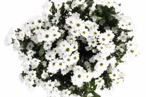 обтравка букетов