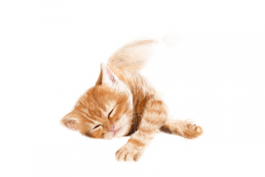 Кот для календаря