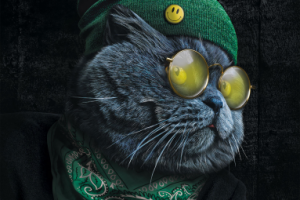 Кот в очках