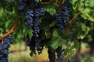 Вино из Дербента