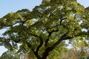 Текст для этикетки. Крем