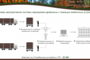 Презентация для выступления "Лесная Сертификация"