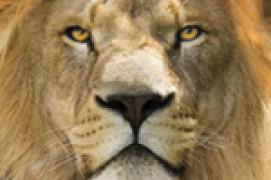 Лев и ягненок