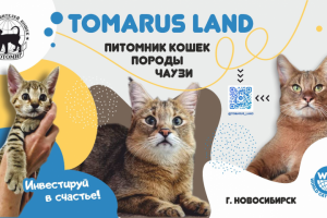 Баннер на выставку питомника для кошек