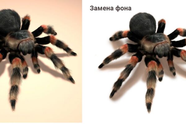 img4509005.png