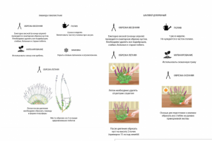 Рекомендации по уходу эскизного ландшафтного проекта Воздушный с