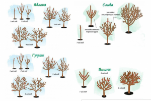 Рекомендации 1 эскизного ландшафтного проекта В