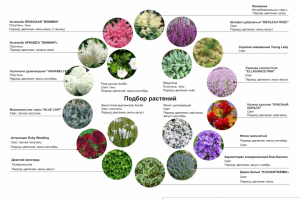 Подбор растений эскизного ландшафтного проекта Воздушный сон